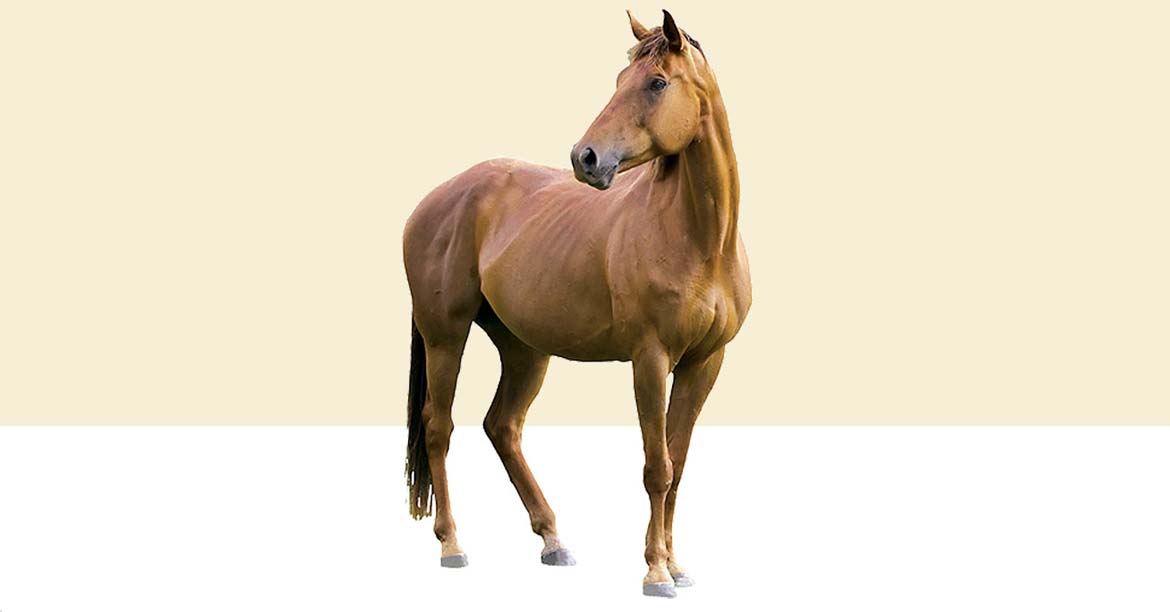 EQUINE