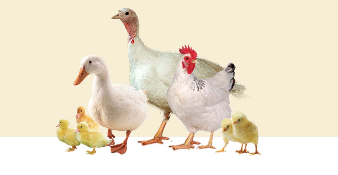 Poultry