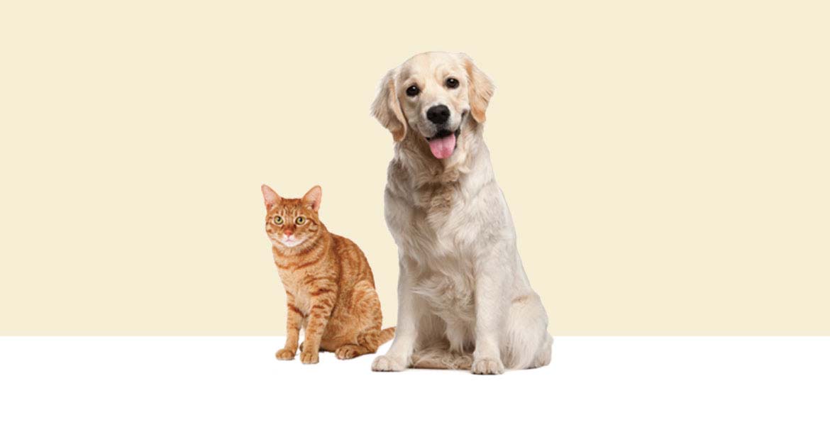 Pets